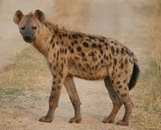 a spotted hyena walking down a dirt road