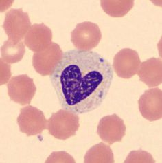 an animal cell with a heart on it's side and other cells in the background