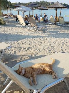 an orange cat laying on top of a beach chair