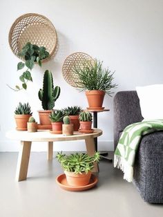 several potted plants sitting on top of a table next to a gray couch in a living room