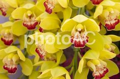 yellow and red orchids are blooming in the garden