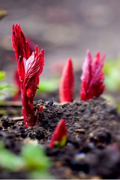 small red plants sprouting from the ground in an area with dirt and grass