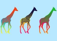 three giraffes in different colors on a blue background