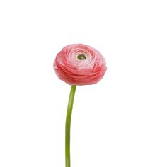 a single pink flower with green stems on a white background in front of the camera