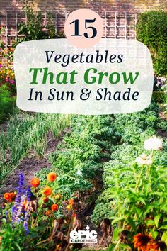 Rows of vegetables in a garden Cabbage Leaves, Growing Tomatoes, Growing Vegetables, Garden Planning, Vegetable Garden, Shades