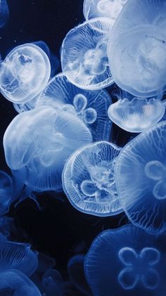 many jellyfish are swimming in the water