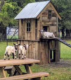 three goats standing on top of a wooden structure next to a picnic table and bench