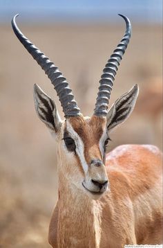 an antelope with long curved horns standing in the desert