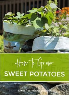 how to grow sweet potatoes in the garden with text overlay that reads, how to grow sweet potatoes