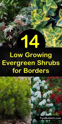 Shady Evergreen Plants, Best Shrubs For Hillside, Shrubs Along Driveway, Evergreen Rock Garden, Low Mounding Shrubs, Hardy Evergreen Shrubs, Low Maintenance Borders Plants, Shade Tolerant Evergreens, Short Shrubs For Landscaping