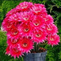 a potted plant with pink flowers in it