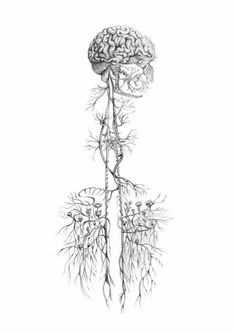 a drawing of the human brain and its branches