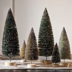 small trees are lined up in the snow