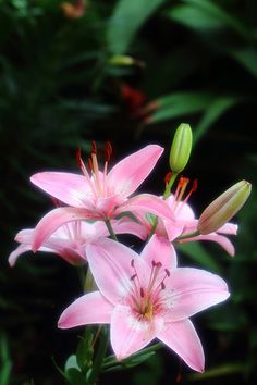 three pink flowers with green leaves in the background