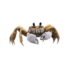 an image of a crab that is flying in the air