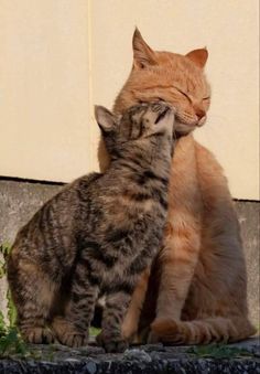 two cats sitting next to each other on top of a cement wall and one is rubbing its head against the back of another cat