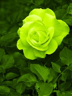 a green rose with leaves in the foreground