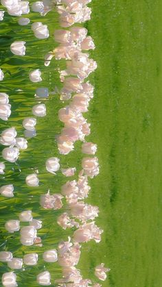 the water is full of white flowers and green grass in the foreground, with small ripples on the surface