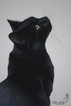 a black cat looking up into the sky