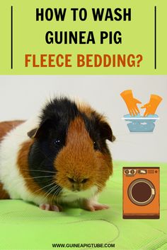 a guinea pig sitting on top of a green blanket next to a brown and white bed