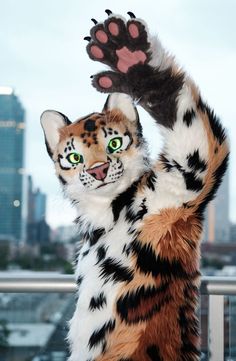 a cat that is standing up with its paws in the air