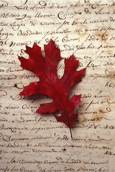 a red leaf laying on top of an old paper