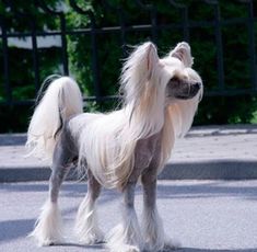 a small dog with long hair standing on the street