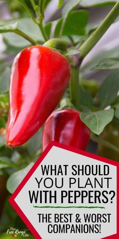 a red pepper plant with the words what should you plant with peppers? on it