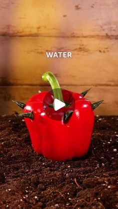 a red pepper sitting on top of dirt with the words water in front of it