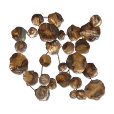 some brown and white shells on a white background