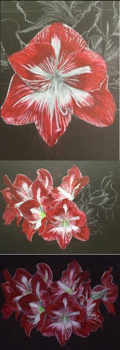 three different types of flowers are shown in this drawing technique, one is red and the other is white