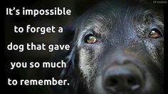 a close up of a dog's face with the words it's impossible to forget a dog that gave you so much to remember