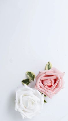 two pink and white roses on a white surface with green leaves in the center,