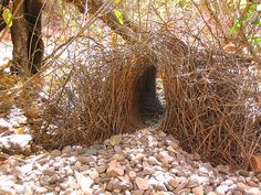 there is a tunnel made out of branches and rocks