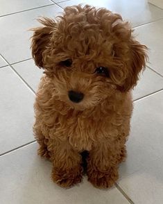 a small brown dog sitting on top of a white tile floor