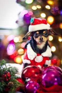 a small dog wearing a santa hat and sitting in front of christmas decorations with lights behind it