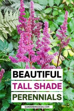 beautiful tall shade perennials with text overlay