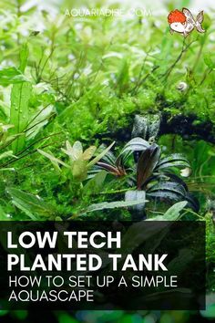 an image of plants in the grass with text overlay that reads low tech planted tank how to set up a simple aquascape