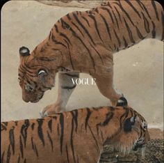 two tigers standing next to each other in front of a white wall with the word voge on it