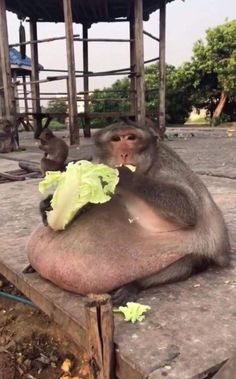 a monkey eating lettuce on top of a wooden platform in front of a building