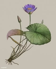 a purple flower sitting on top of a green leafy plant