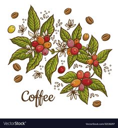 Coffee Plants, Plants Vintage, Branch Vector, Framed Plants, Coffee Vector, Vector Frame, Decorative Leaves, Coffee Plant, Leaves Vector