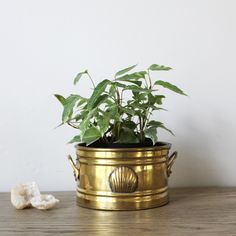 a potted plant sitting on top of a wooden table