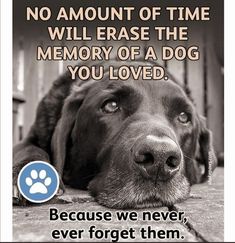 a black dog laying on the ground next to a blue and white sign that says, no amount of time will erase the memory of a dog you loved