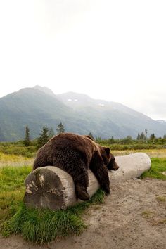 a large brown bear laying on top of a cement block next to a forest road