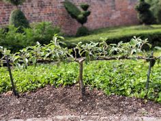 there is a small tree growing in the middle of some dirt and grass with bushes behind it