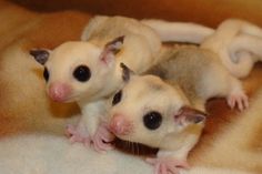 three baby sugar glideries sitting on top of a blanket