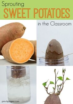 four different pictures with the words sprouting sweet potatoes in the classroom