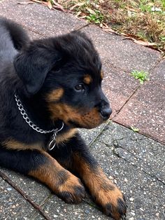 a black and brown dog laying on the ground