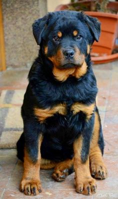 a black and brown dog sitting on top of a tile floor